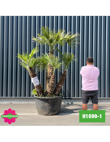 Palmier Nain Chamaerops Humilis Multi-troncs - Hauteur 210 cm (H1699-1) - Promofleur (comparatif taille)