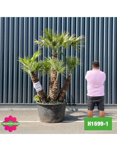 Palmier Nain Chamaerops Humilis Multi-troncs - Hauteur 210 cm (H1699-1) - Promofleur (comparatif taille)