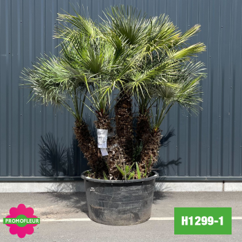 Palmier Nain Chamaerops Humilis Multi-troncs - Hauteur 180 cm (H1299-1) - Promofleur
