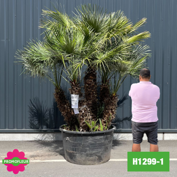Palmier Nain Chamaerops Humilis Multi-troncs - Hauteur 180 cm (H1299-1) - Promofleur (comparatif taille)