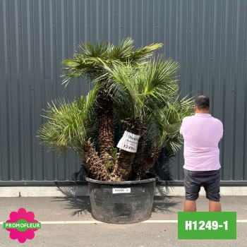 Palmier Nain Chamaerops Humilis Multi-troncs - Hauteur 170 cm (H1249-1) - Promofleur (comparatif taille)
