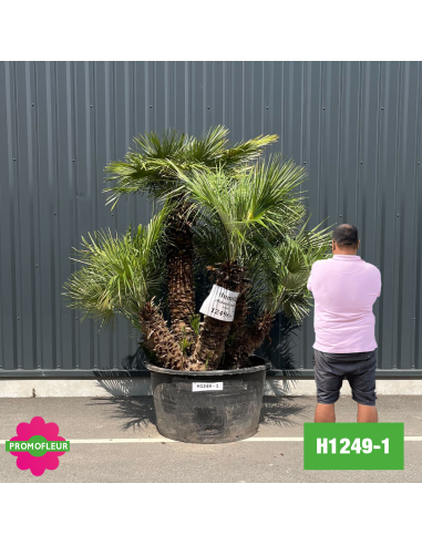 Palmier Nain Chamaerops Humilis Multi-troncs - Hauteur 170 cm (H1249-1) - Promofleur (comparatif taille)