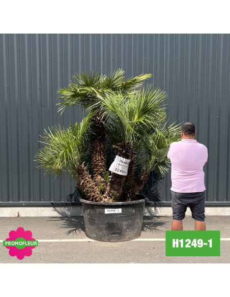 Palmier Nain Chamaerops Humilis Multi-troncs - Hauteur 170 cm (H1249-1) - Promofleur (comparatif taille)