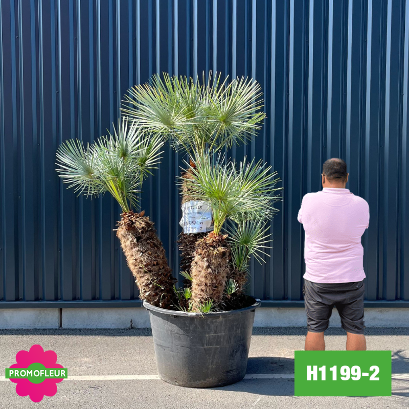 Palmier Nain Chamaerops Humilis 'Cerifera' Multi-troncs - Hauteur 160 cm (H1199-2) - Promofleur Palmier Nain Chamaerops Humilis 'Cerifera' Multi-troncs - Hauteur 160 cm (H1199-2) - Promofleur
