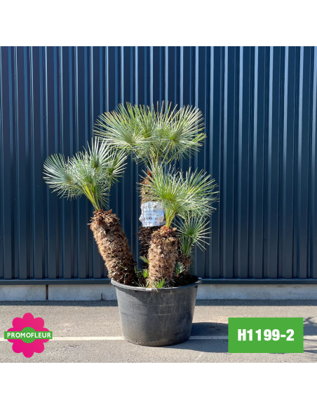 Palmier Nain Chamaerops Humilis 'Cerifera' Multi-troncs - Hauteur 160 cm (H1199-2) - Promofleur