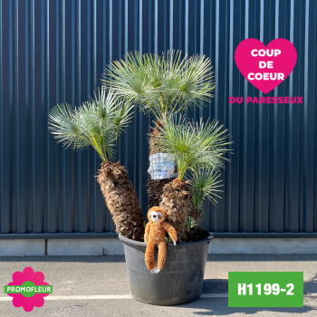 Palmier Nain Chamaerops Humilis 'Cerifera' Multi-troncs - Hauteur 160 cm (H1149-2) - Promofleur (coup de coeur)