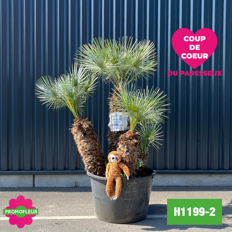 Palmier Nain Chamaerops Humilis 'Cerifera' Multi-troncs - Hauteur 160 cm (H1149-2) - Promofleur (coup de coeur) Palmier Nain Chamaerops Humilis 'Cerifera' Multi-troncs - Hauteur 160 cm (H1149-2) - Promofleur (coup de coeur)