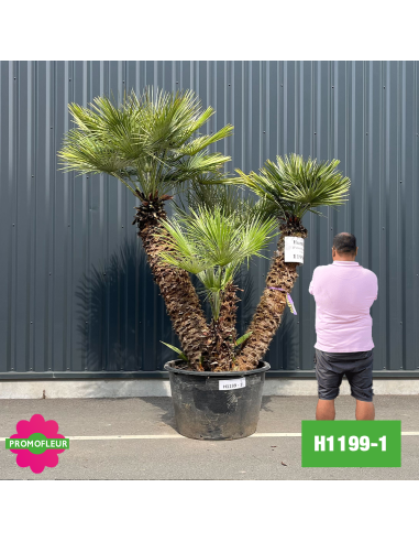 Palmier Nain Chamaerops Humilis Multi-troncs - Hauteur 220 cm (H1199-1) - Promofleur (comparatif taille)
