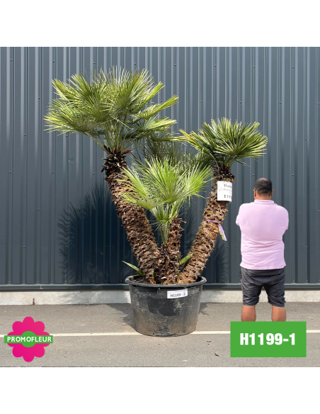 Palmier Nain Chamaerops Humilis Multi-troncs - Hauteur 220 cm (H1199-1) - Promofleur (comparatif taille)