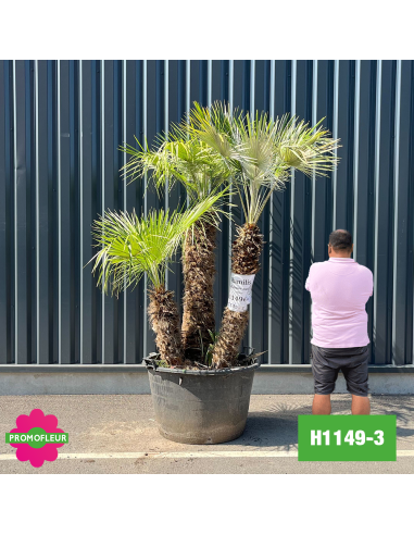 Palmier Nain Chamaerops Humilis Multi-troncs - Hauteur 170 cm (H1149-3) - Promofleur (comparatif taille)