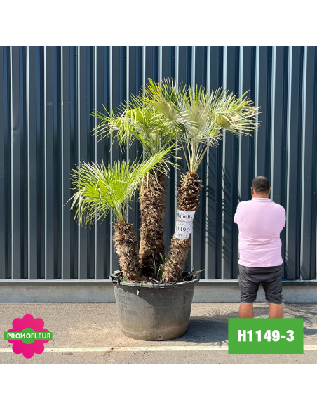 Palmier Nain Chamaerops Humilis Multi-troncs - Hauteur 170 cm (H1149-3) - Promofleur (comparatif taille)
