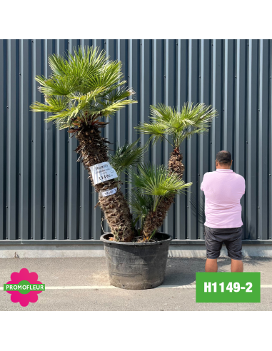 Palmier Nain Chamaerops Humilis Multi-troncs - Hauteur 200 cm (H1149-2) - Promofleur (comparatif taille)
