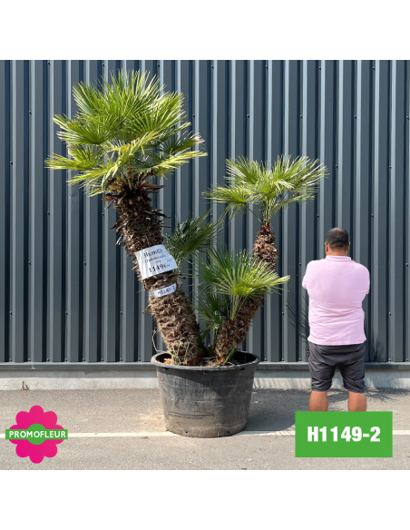 Palmier Nain Chamaerops Humilis Multi-troncs - Hauteur 200 cm (H1149-2) - Promofleur (comparatif taille)