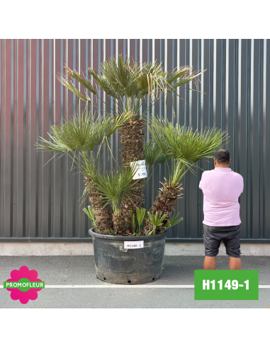 Palmier Nain Chamaerops Humilis Multi-troncs - Hauteur 200 cm (H1149-1) - Promofleur (comparatif taille)