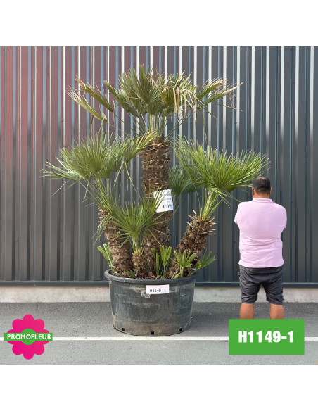 Palmier Nain Chamaerops Humilis Multi-troncs - Hauteur 200 cm (H1149-1) - Promofleur (comparatif taille)