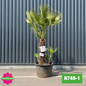 Palmier Nain Chamaerops Humilis Multi-troncs - Hauteur 170 cm (H749-1) - Promofleur