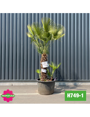Palmier Nain Chamaerops Humilis Multi-troncs - Hauteur 170 cm (H749-1) - Promofleur