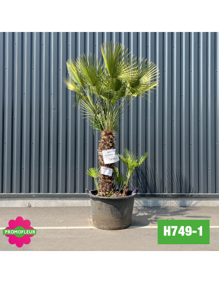 Palmier Nain Chamaerops Humilis Multi-troncs - Hauteur 170 cm (H749-1) - Promofleur