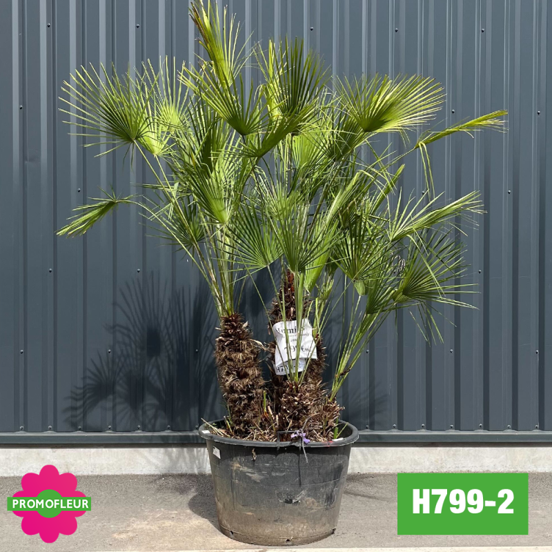 Palmier Nain Chamaerops Humilis Multi-troncs - Hauteur 190 cm (H799-2) - Promofleur Palmier Nain Chamaerops Humilis Multi-troncs - Hauteur 190 cm (H799-2) - Promofleur