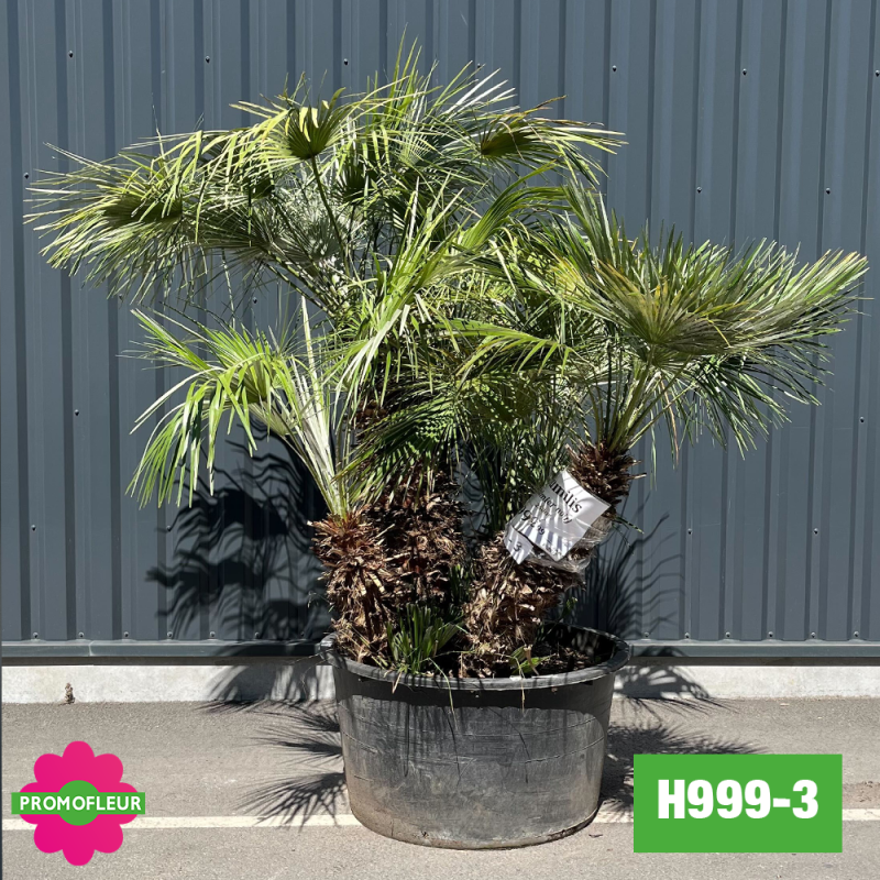 Palmier Nain Chamaerops Humilis Multi-troncs - Hauteur 170 cm (H999-3) - Promofleur Palmier Nain Chamaerops Humilis Multi-troncs - Hauteur 170 cm (H999-3) - Promofleur