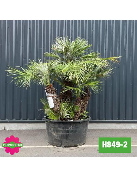 Palmier Nain Chamaerops Humilis Multi-troncs - Hauteur 170 cm (H849-2) - Promofleur