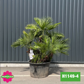 Palmier Nain Chamaerops Humilis Multi-troncs - Hauteur 150 cm (H1149-4) - Promofleur