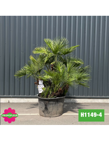 Palmier Nain Chamaerops Humilis Multi-troncs - Hauteur 150 cm (H1149-4) - Promofleur