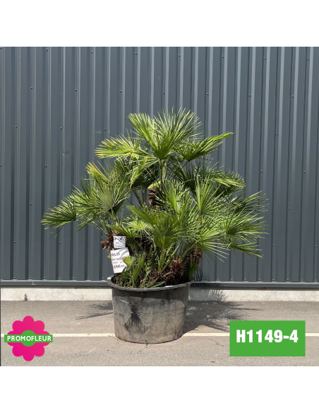 Palmier Nain Chamaerops Humilis Multi-troncs - Hauteur 150 cm (H1149-4) - Promofleur