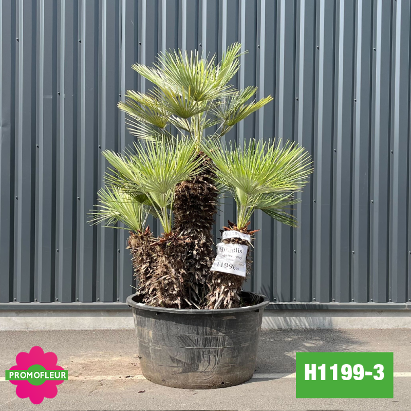 Palmier Nain Chamaerops Humilis Multi-troncs - Hauteur 200 cm (H1199-3) - Promofleur