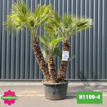 Palmier Nain Chamaerops Humilis Multi-troncs - Hauteur 210 cm (H1199-4) - Promofleur