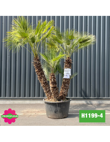 Palmier Nain Chamaerops Humilis Multi-troncs - Hauteur 210 cm (H1199-4) - Promofleur