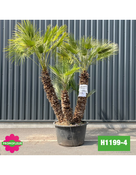 Palmier Nain Chamaerops Humilis Multi-troncs - Hauteur 210 cm (H1199-4) - Promofleur