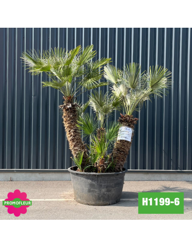 Palmier Nain Chamaerops Humilis Multi-troncs - Hauteur 200 cm (H1199-6) - Promofleur