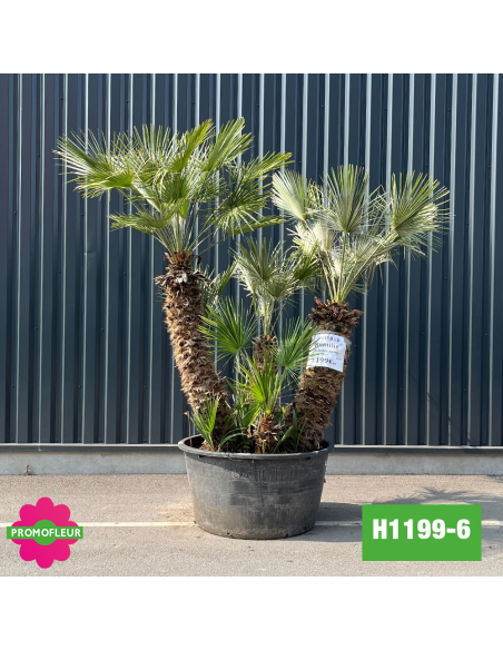 Palmier Nain Chamaerops Humilis Multi-troncs - Hauteur 200 cm (H1199-6) - Promofleur