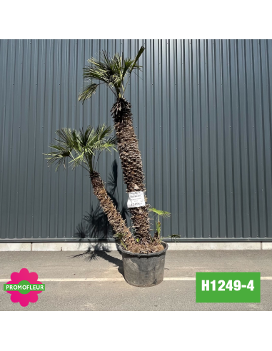 Palmier Nain Chamaerops Humilis Multi-troncs - Hauteur 250 cm (H1249-4) - Promofleur