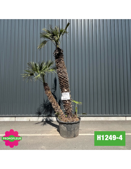 Palmier Nain Chamaerops Humilis Multi-troncs - Hauteur 250 cm (H1249-4) - Promofleur