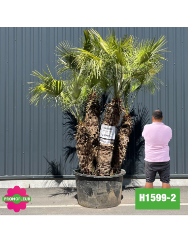 Palmier Nain Chamaerops Humilis Multi-troncs - Hauteur 200 cm (H1599-2) - Promofleur (comparatif taille)