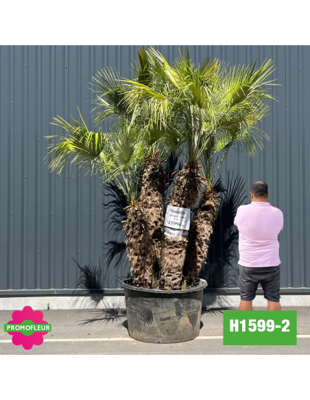 Palmier Nain Chamaerops Humilis Multi-troncs - Hauteur 200 cm (H1599-2) - Promofleur (comparatif taille)