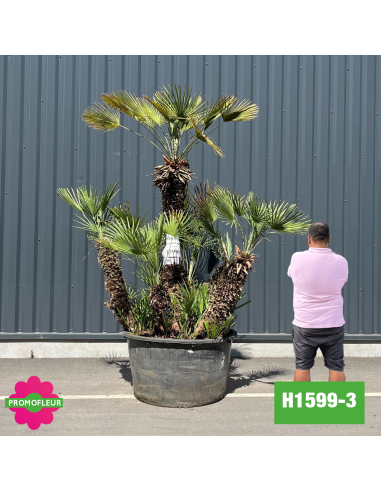 Palmier Nain Chamaerops Humilis Multi-troncs - Hauteur 200 cm (H1599-3) - Promofleur (comparatif taille)