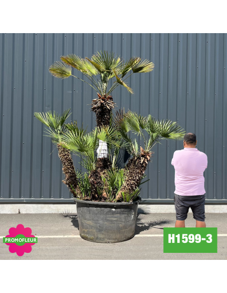 Palmier Nain Chamaerops Humilis Multi-troncs - Hauteur 200 cm (H1599-3) - Promofleur (comparatif taille)