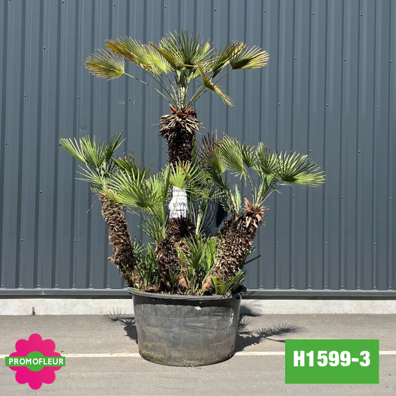 Palmier Nain Chamaerops Humilis Multi-troncs - Hauteur 200 cm (H1599-3) - Promofleur Palmier Nain Chamaerops Humilis Multi-troncs - Hauteur 200 cm (H1599-3) - Promofleur