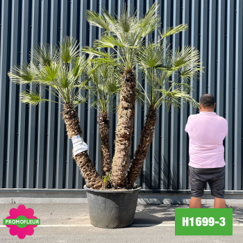 Palmier Nain Chamaerops Humilis Multi-troncs - Hauteur 250 cm (H1699-3) - Promofleur (comparatif taille)