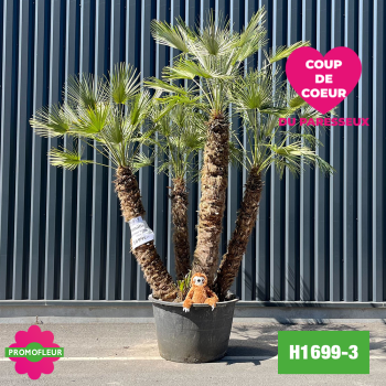 Palmier Nain Chamaerops Humilis Multi-troncs - Hauteur 250 cm (H1699-3) - Promofleur (coup de coeur Paresseux)