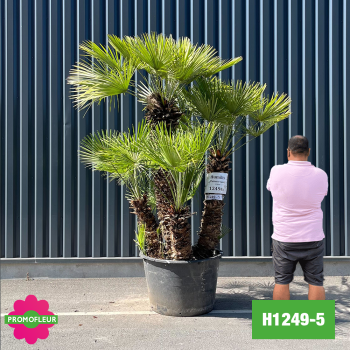 Palmier Nain Chamaerops Humilis Multi-troncs - Hauteur 200 cm (H1249-5) - Promofleur (comparatif taille)