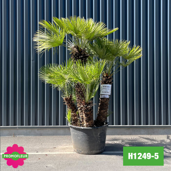 Palmier Nain Chamaerops Humilis Multi-troncs - Hauteur 200 cm (H1249-5) - Promofleur