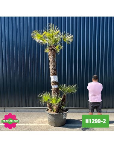 Palmier Nain Chamaerops Humilis Multi-troncs - Hauteur 300 cm (H1299-2) - Promofleur (comparatif taille)