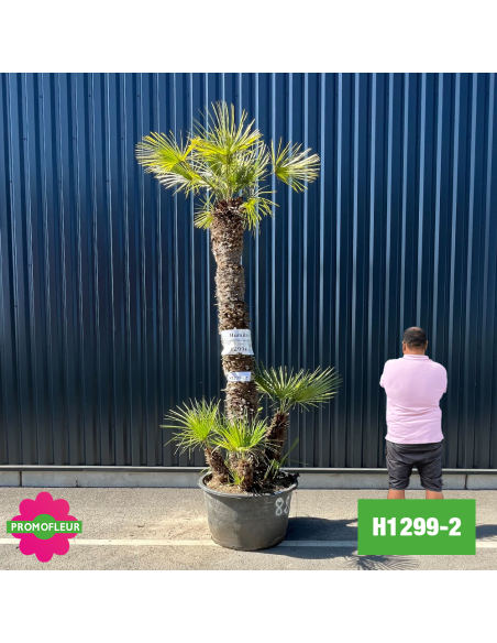Palmier Nain Chamaerops Humilis Multi-troncs - Hauteur 300 cm (H1299-2) - Promofleur (comparatif taille)