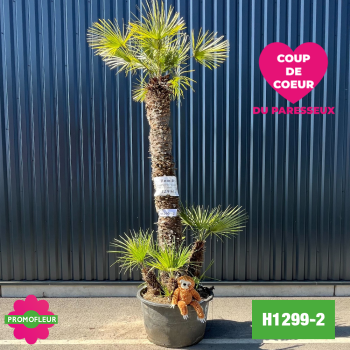Palmier Nain Chamaerops Humilis Multi-troncs - Hauteur 300 cm (H1299-2) - Promofleur (Coup de coeur paresseux)