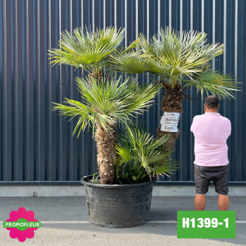 Palmier Nain Chamaerops Humilis Multi-troncs - Hauteur 200 cm (H1399-1) - Promofleur (comparatif taille)