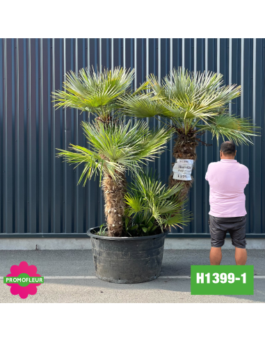 Palmier Nain Chamaerops Humilis Multi-troncs - Hauteur 200 cm (H1399-1) - Promofleur (comparatif taille)
